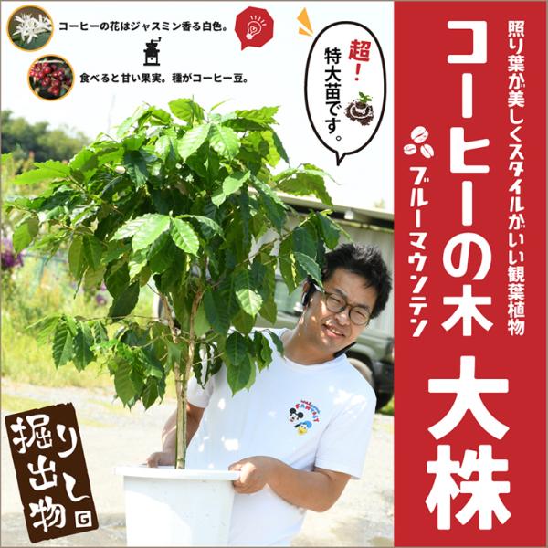 コーヒーの木 苗 【ブルーマウンテン】 約1.2m 実生 プラスチック