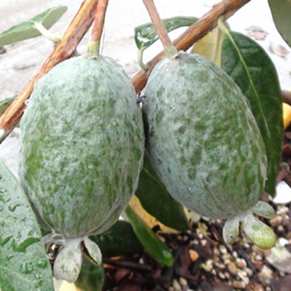 フェイジョア 苗 【マンモス】 3年生 約1.3m 接ぎ木 大苗 : 苗木の専門