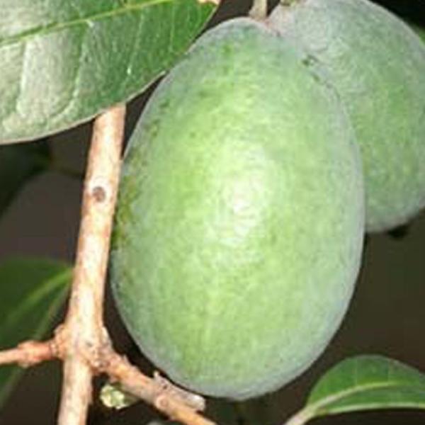  tFCWA c ygXNz 1N ڂ |bgc ij[ܕtj kCE͑KpOłB