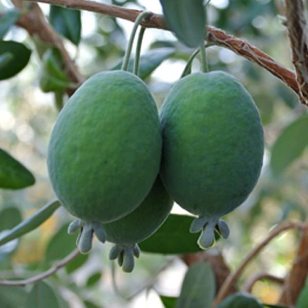  tFCWA c y}Az 1N ڂ |bgc ij[ܕtj kCE͑KpOłB