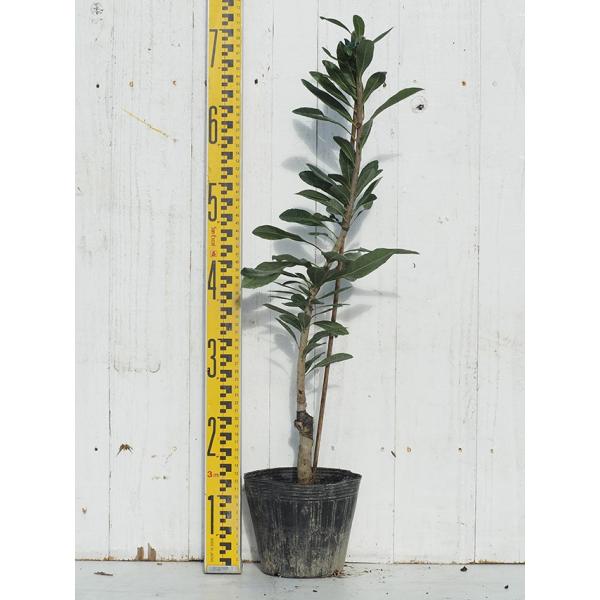  R c y}̗YiIXjz 1N ڂ |bgc ij[ܕtj kCE͑KpOłB