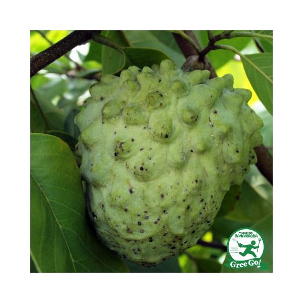 チェリモヤ 苗 【ビッグシスター】 果樹 南国フルーツ 栽培 森のアイスクリーム米国カリフォルニア州サンディエゴの、JamesＮeitzel氏により、1979年に品種登録されました。樹勢は落ち着いており着花量が多く、結実性がとても良いのでし...