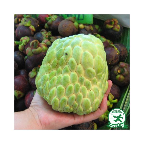 アテモヤ 苗 【ピンクスマンモス】 果樹 南国フルーツ 栽培 森のアイスクリーム大玉で成熟期には、果皮がピンク色になります。オーストラリアのクインズランド州で育成されました。果実は大きく平均800g、大きい物は2kgにもなり、大果系ですが食...