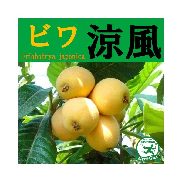 D2Nc r c y ijz 2Nc ڂ