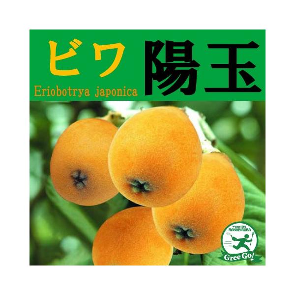 r c yz i悤傭jz 1N ڂ |bgc