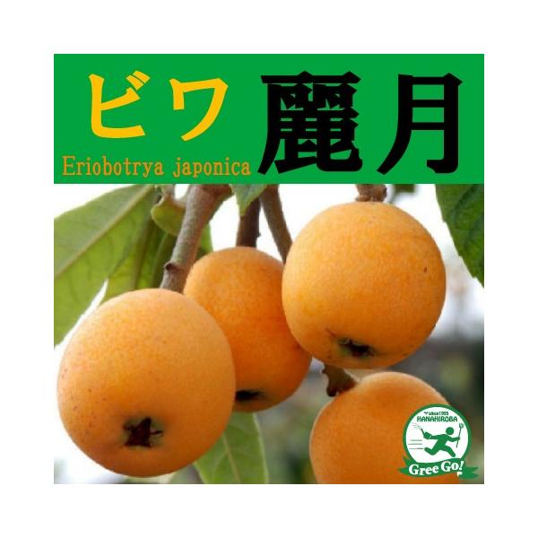  r c y팎 iꂢjz 1N ڂ |bgc ij[ܕtj kCE͑KpOłB