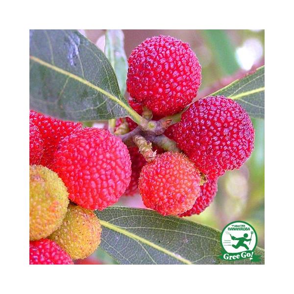 R c yX i肮jz 1N ڂ |bgc