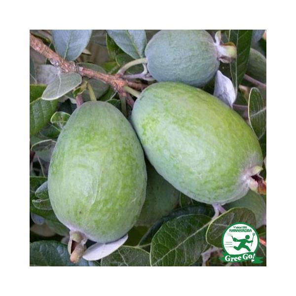  tFCWA c y}OjtBJz 1N ڂ |bgc ij[ܕtj kCE͑KpOłB