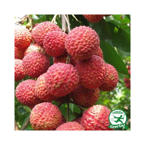 hanahiroba_tn02-061n001-01