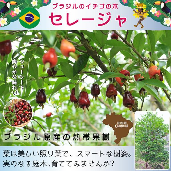 ブラジル いちごの木 苗 【セレージャ】 約0.2m ポット苗