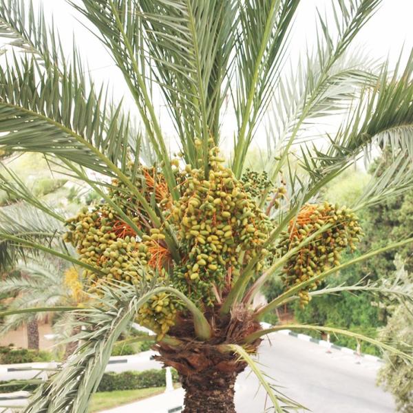 クレタンデーツパーム　ナツメヤシ　ヤシ　中苗 hanahiroba_tn02-085n999-01