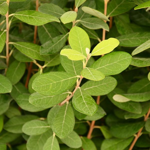  tFCWA c y}Xz } 0.3m |bgc ij[ܕtj kCE͑KpOłB