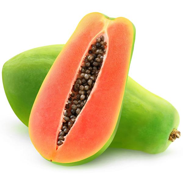 パパイヤ 苗 【天煌（てんこう）】 ポット苗 パパイヤの木 熱帯植物 トロピカルフルーツ 常緑 苗木 果樹 果樹苗生育旺盛でたくさん収穫できる大玉品種！果重が1.5〜2kg程になる大玉のパパイヤです。生育旺盛で結実性にも優れ、矮性品種なので...