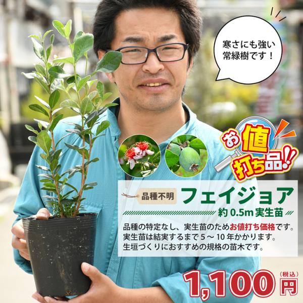 フェイジョア 苗 フェイジョア 実生 品種不明 約0 5m ポット苗 Tn02 106n999 01 苗木の専門店 グリーンでgo 通販 Yahoo ショッピング