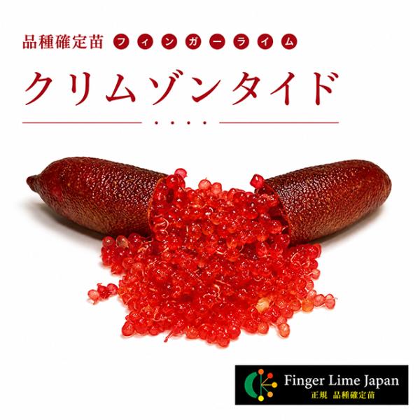 ◇品種確定苗◇ フィンガーライム 苗 【クリムゾンタイド】 1年生 接ぎ木苗