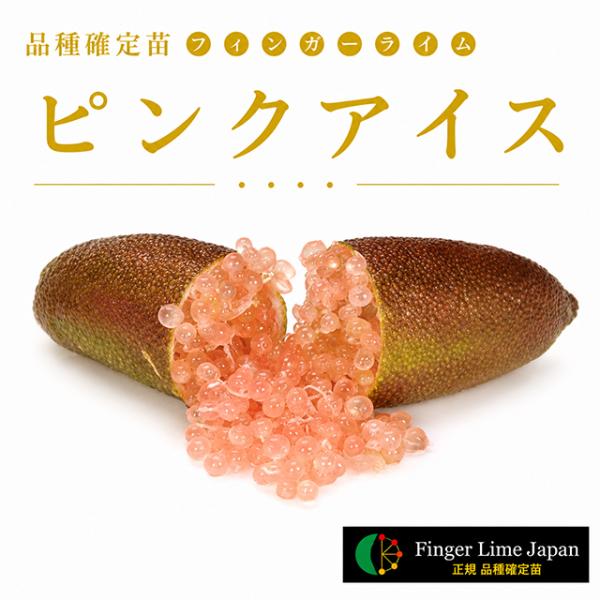 ◇品種確定苗◇ フィンガーライム 苗 【ピンクアイス】 1年生 接ぎ木苗