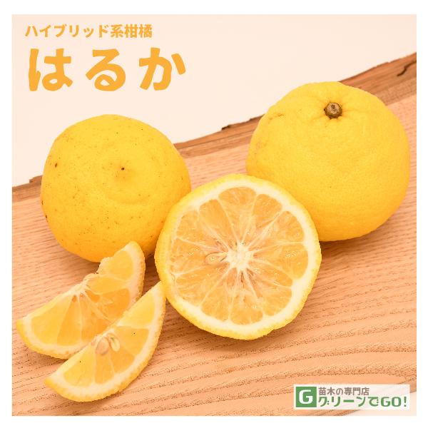 IW c y͂邩z 1N ڂ |bgc