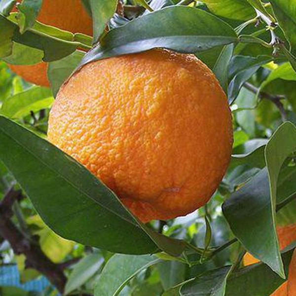 ベルガモット 苗 Diy 工具の人気商品 通販 価格比較 価格 Com