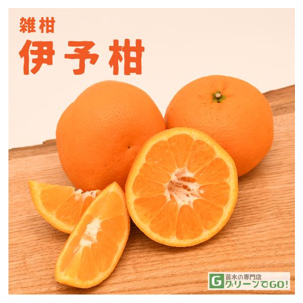  IW c yɗ\ i悩jz 1N ڂ |bgc ij[ܕtj kCE͑KpOłB