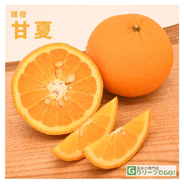  IW c yÉ i܂Ȃjz 1N ڂ |bgc ij[ܕtj kCE͑KpOłB