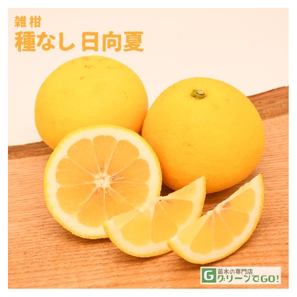 IW c y햳  iЂイȂjz 3N ڂ 1.0m c