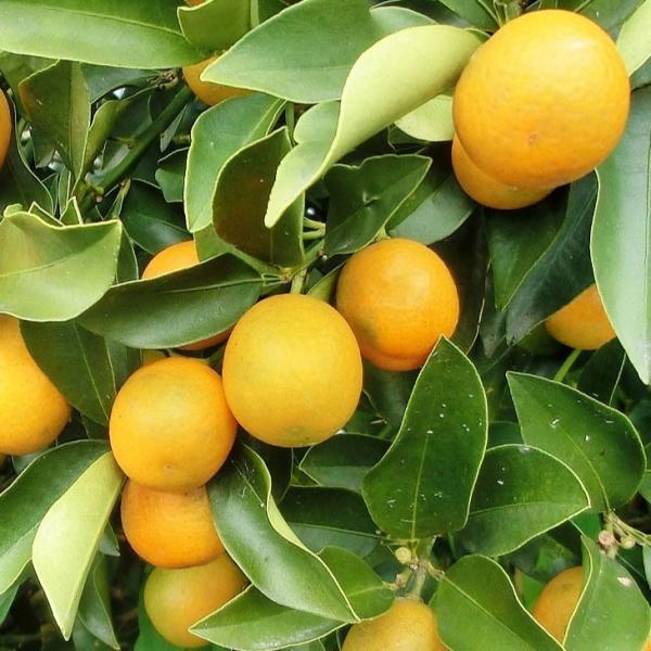  D2Nc 񂩂 c yՂ܂邫񂩂 mo^inz 2Nc ڂ ij[ܕtj kCE͑KpOłB