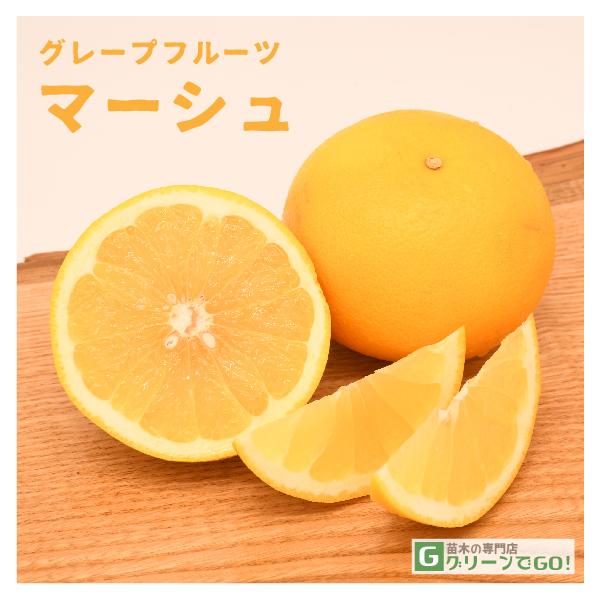 O[vt[c c y}[Vz 3N ڂ 1.0m c