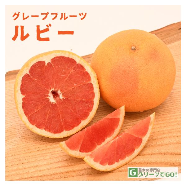 生活の木グレープフルーツ、プチグレン他 ど　お菓子販売 生活の木グレープフルーツ、プチグレン他 ど お菓子販売 生活の