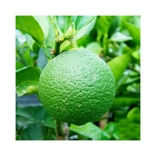 X_` c yX_` z 1N ڂؕc