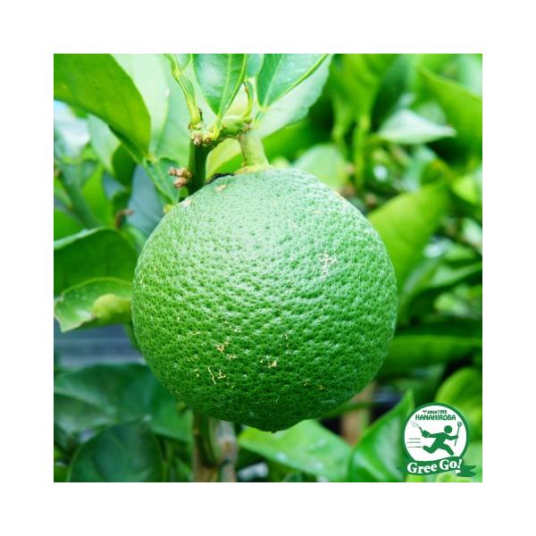 D2Nc X_` c yX_` z 2Nc ڂ