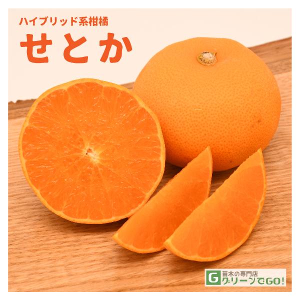 せとか 苗木 【せとか ［登録品種］】 5年生 接ぎ木 大苗 : 苗木の専門