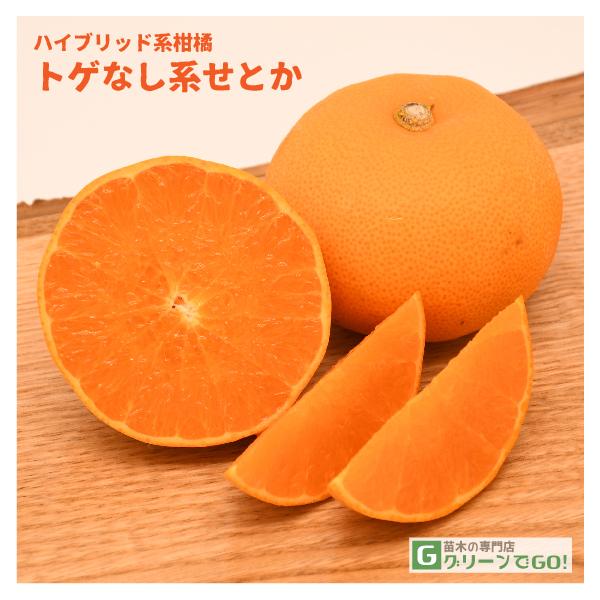 せとか 苗木 トゲなし系 せとか 3年生 接ぎ木 大苗 Buyee Buyee Jasa Perwakilan Pembelian Barang Online Di Jepang