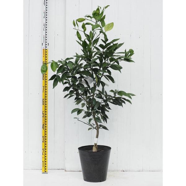 せとか 苗木 トゲなし系 せとか 3年生 接ぎ木 大苗 Buyee Servicio De Proxy Japones Buyee Compra En Japon