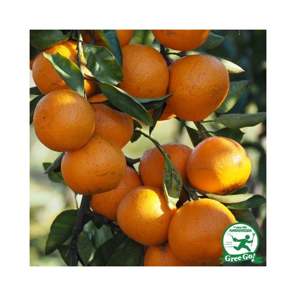 ܂ c y܂ mo^inz 3N ڂ 1.0m c