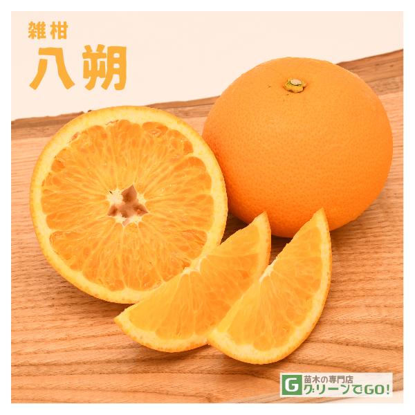 ͂ c y i͂jz1N ڂ |bgc