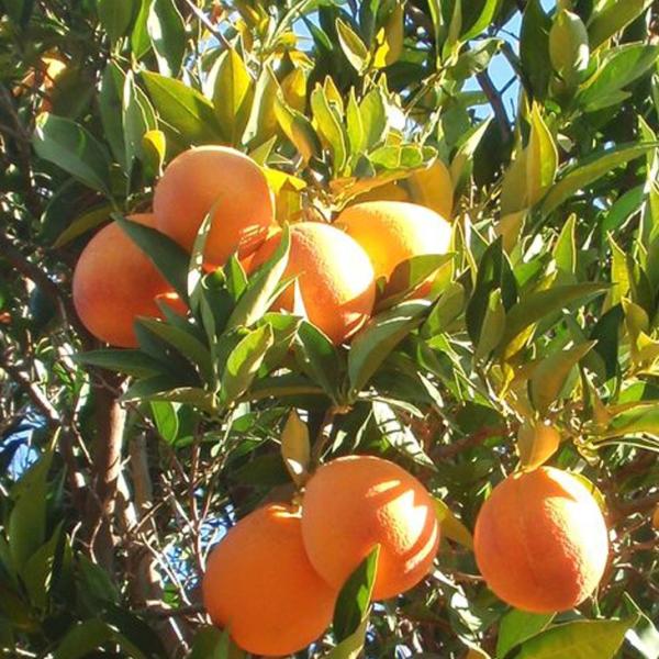 ブラッドオレンジ 苗 【ブラッドオレンジ モロ】 2年生 接ぎ木 約0.9m 大苗