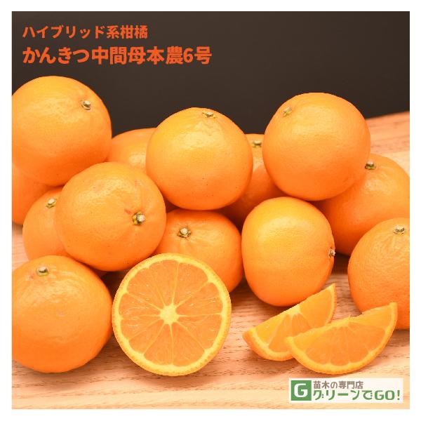 IW c y񂫂ԕ{_6 mo^inz 3N ڂ 1.0m c