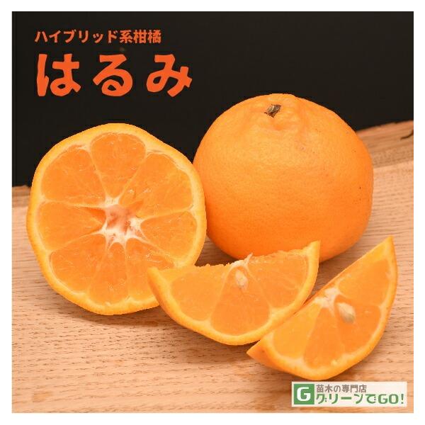 みかん 苗木 【はるみ ［登録品種］】 約0.3m 接ぎ木 小苗 蜜柑 温州 苗 常緑 果樹 柑橘 柑橘苗木 果樹苗木デコポンと両親が同じ、清見オレンジとポンカンの交配種！味はポンカンなどより甘味酸味共に濃く感じられます。皮はやや厚みがあり...