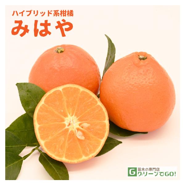  ݂ c y݂͂ mo^inz 1N ڂ |bgc ij[ܕtj kCE͑KpOłB