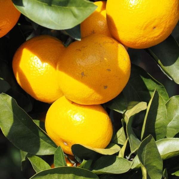 ݂ c y{쑁 i݂₪킹jz 1N ڂ |bgc