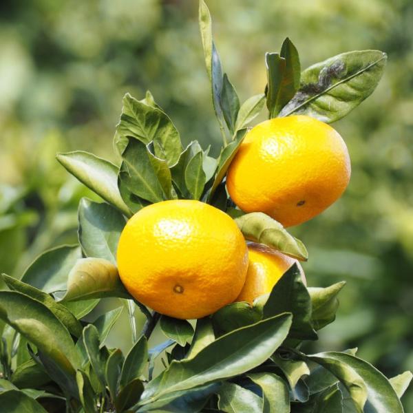 D2Nc ݂ c yÑ i킹jz 2Nc ڂ