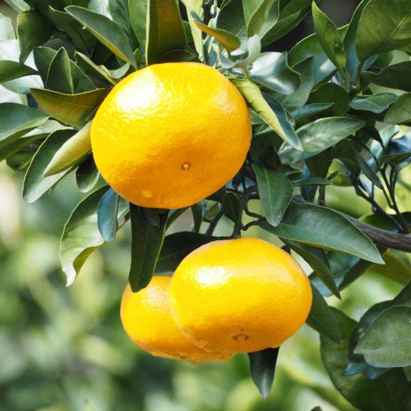  ݂ c y쑁 î킹jz 1N ڂ |bgc ij[ܕtj kCE͑KpOłB