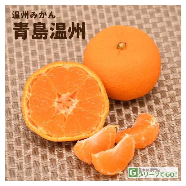 みかん 苗木 【青島温州 （あおしまうんしゅう）】 5年生 接ぎ木 大苗