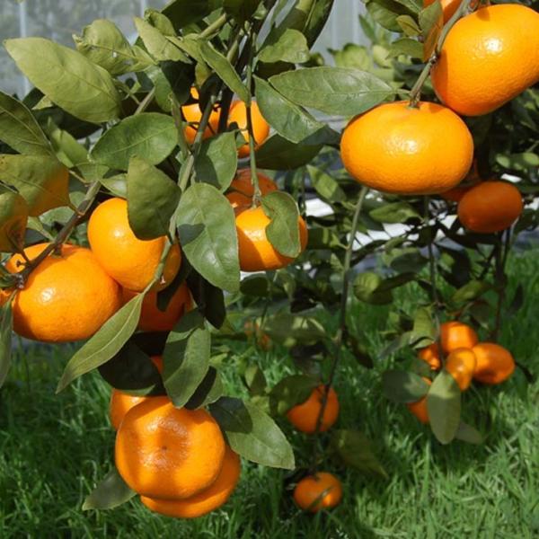 D2Nc ݂ c y4z 2Nc ڂ