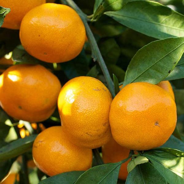  ݂ c yc i킹jz 1N ڂ |bgc ij[ܕtj kCE͑KpOłB