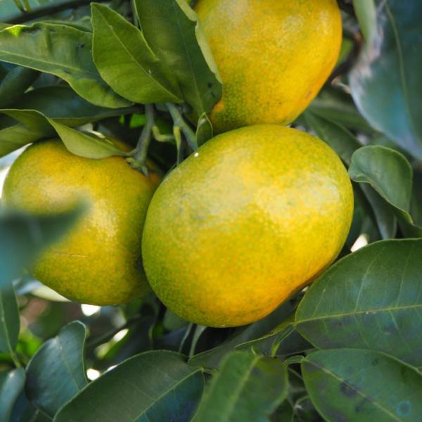  ݂ c y1 iɂȂjz 1N ڂ |bgc ij[ܕtj kCE͑KpOłB