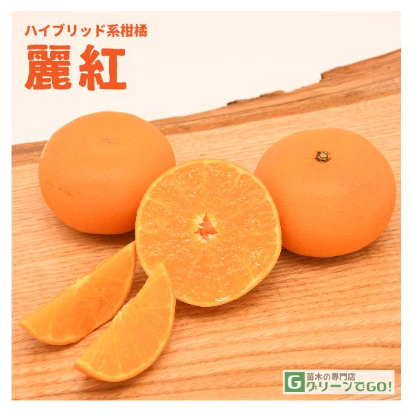 D2Nc ݂ c yg iꂢj mo^inz 2Nc ڂ