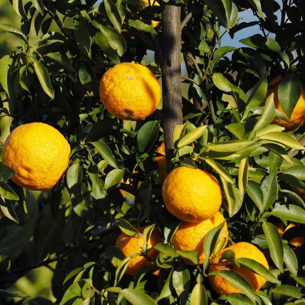 䂸 c ygQȂYz 3N ڂ 1.0m c