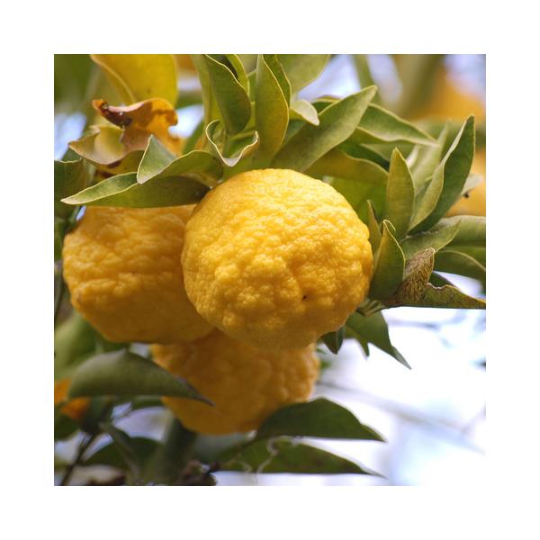  䂸 c yԗMq iniYj 1N ڂ |bgc ij[ܕtj kCE͑KpOłB