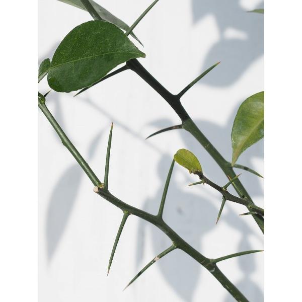 ゆず 苗 本柚子 ほんゆず 3年生 接ぎ木 大苗 Buyee Buyee Japanese Proxy Service Buy From Japan Bot Online